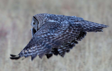 Bartkauz/Great Grey Owl mit erbeuteter Wühlmaus © Holger Rüdel