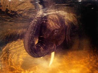 African elephant underwater © David Doubilet