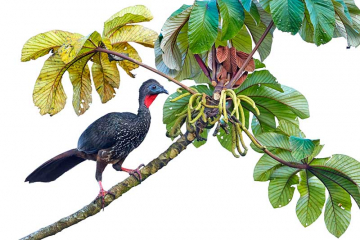 Crested Guan Penelope purpurascens perched in a tree backed against a white sky, Cloud Rainforest, Coast Rica