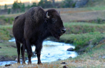 Bison im Custer State Park © Holger Rüdel