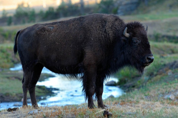 Bison im Custer State Park © Holger Rüdel