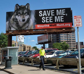 Plakat gegen die Wolfsjagd in Minnesota (USA) © Holger Rüdel