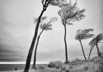 Darßwald an der Westküste © Holger Rüdel