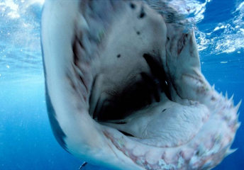 Great white shark bite © David Doubilet / Undersea Images, Inc.