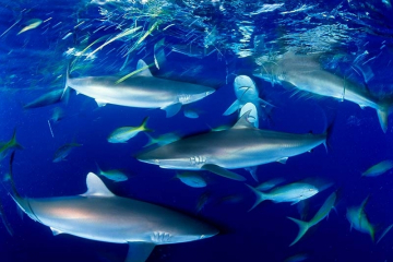 Silky Sharks Cuba © David Doubilet / Undersea Images, Inc.