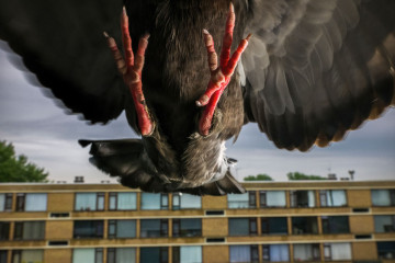 Pandemic Pigeons © Jasper Doest