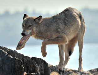 Grauer Wolf © Holger Rüdel