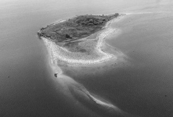 Kormorane auf der Möweninsel in der Schlei © Holger Rüdel