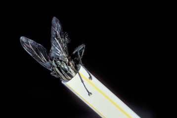 Fliege mit dem Kopf im Strohhalm © Holger Rüdel