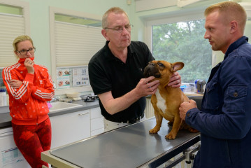 Französische Bulldogge in Tierarztpraxis © Holger Rüdel