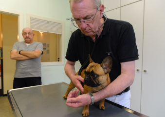 Französische Bulldogge in Tierarztpraxis © Holger Rüdel