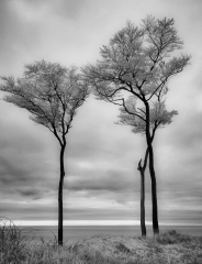 Bäume an der Darß-Westküste © Holger Rüdel