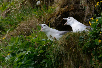 Junge Eissturmvögel im Nest © Holger Rüdel
