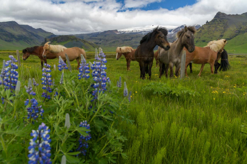 Islandpferde vor dem Eyjafjallajökull © Holger Rüdel