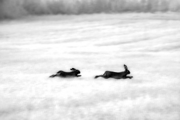 European Hares Chase © Jim Brandenburg