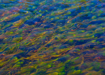Wasserpflanzen im Firehole River  im Yellowstone National Park © Holger Rüdel