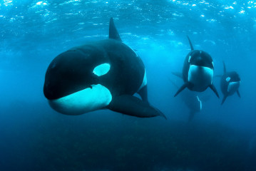 Orcas © Robert Marc Lehmann