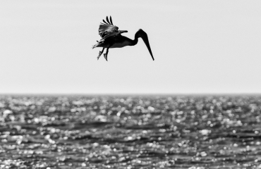 Pelikan am Rialto Beach © Holger Rüdel