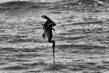 Pelikan am Rialto Beach © Holger Rüdel