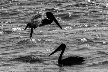 Pelikane am Rialto Beach © Holger Rüdel