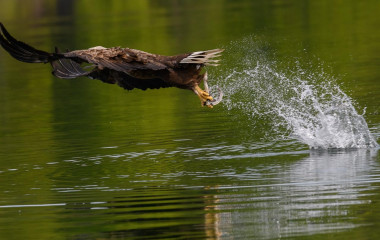 Seeadler im Abflug © Holger Rüdel