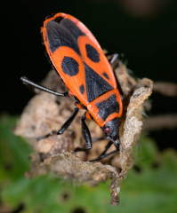 Feuerwanze © Holger Rüdel