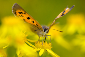 Kleiner Feuerfalter © Holger Rüdel