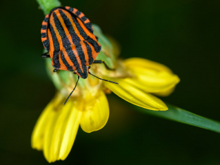 Streifenwanze (Graphosoma lineatum) © Holger Rüdel