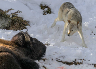 Wölfe und Bison in Yellowstone © Holger Rüdel