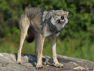 Grauer Wolf in Minnesota (USA) © Holger Rüdel
