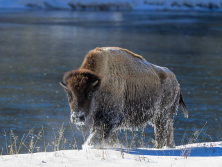 Bison in Yellowstone im Winter © Holger Rüdel