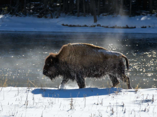 Bison in Yellowstone im Winter © Holger Rüdel
