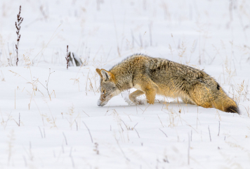 Kojote in Yellowstone © Holger Rüdel