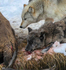 Wölfe und Bison in Yellowstone © Holger Rüdel