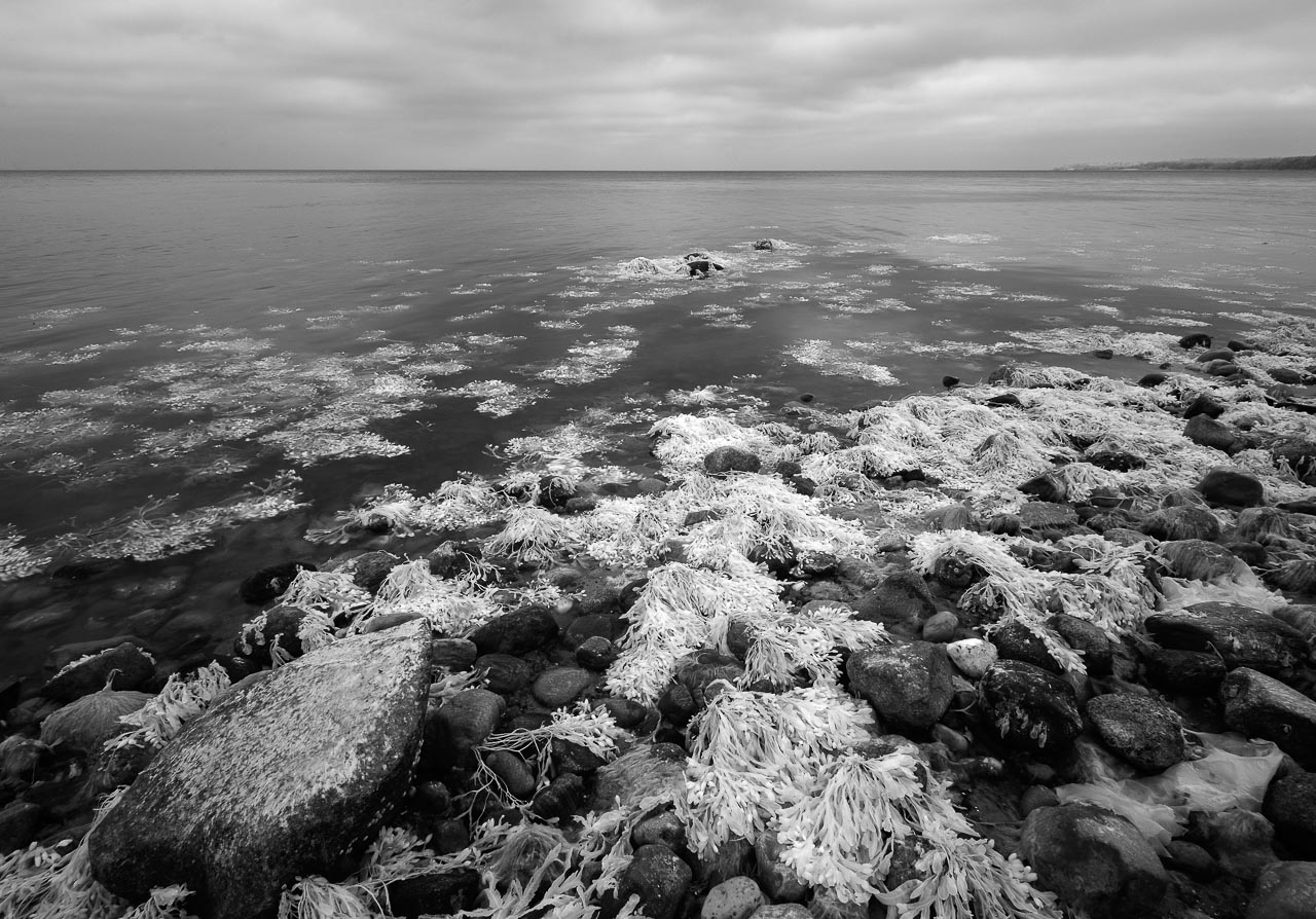 Ostseeküste am Rand des Waldes Nørreskov an der Ostküste der Insel Als in Dänemark. Die Aufnahme entstand mit einer für monochrome Infrarot-Fotografie umgebauten Nikon D700.