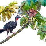 Crested Guan Penelope purpurascens perched in a tree backed agai
