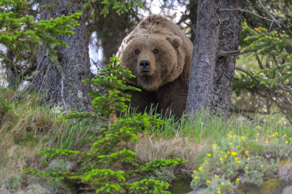 Im einmotorigen Flugzeug in das Land der Bären in Alaska: Begegnung mit einer wachsamen Braunbärin im Lake Clark National Park.