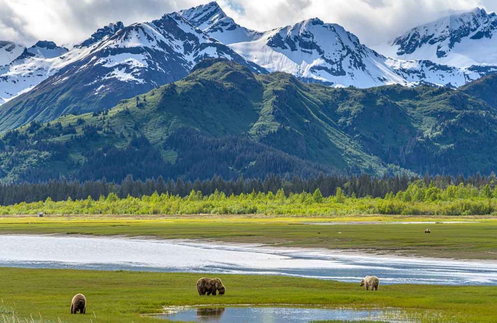Im einmotorigen Flugzeug in das Land der Bären in Alaska: Braunbären im Küstengebiet des Lake Clark National Park.