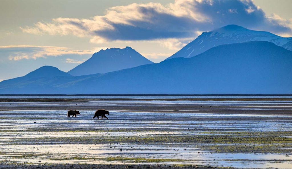 Im einmotorigen Flugzeug in das Land der Bären in Alaska: Im späten Abendlicht durchstreifen zwei Braunbären eine Wattfläche an der Küste des Katmai National Park.