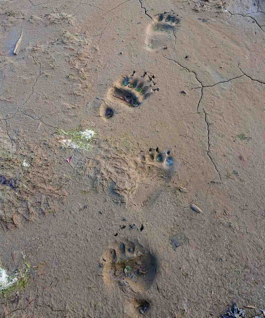 Im einmotorigen Flugzeug in das Land der Bären in Alaska: Bärenspuren im Sand an der Küste des Katmai National Park.
