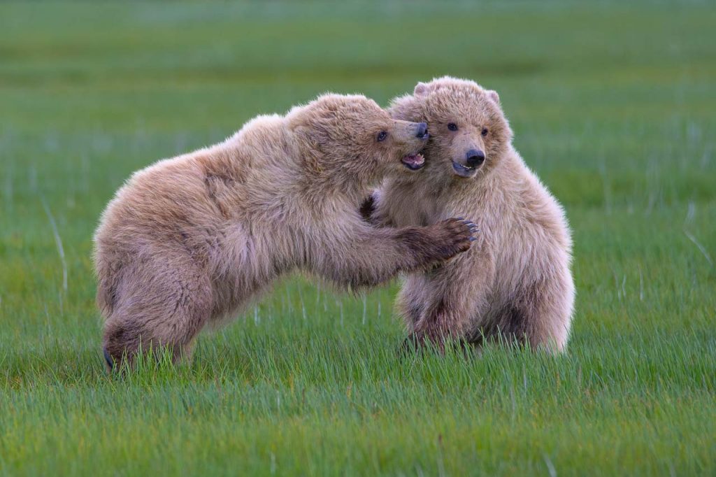 Im einmotorigen Flugzeug in das Land der Bären in Alaska: junge Braunbären im spielerischen Zweikampf im Katmai National Park.