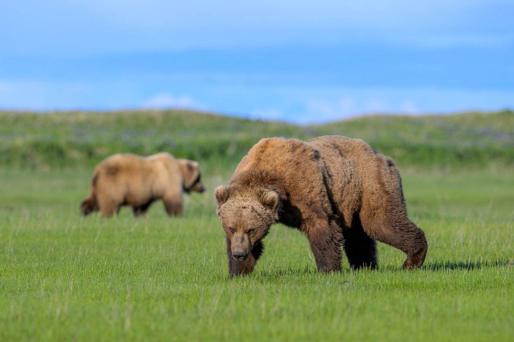 Im einmotorigen Flugzeug in das Land der Bären in Alaska: Braunbären im Katmai National Park. Würde sich dieser mächtige Grizzly bedrohlich nähern?