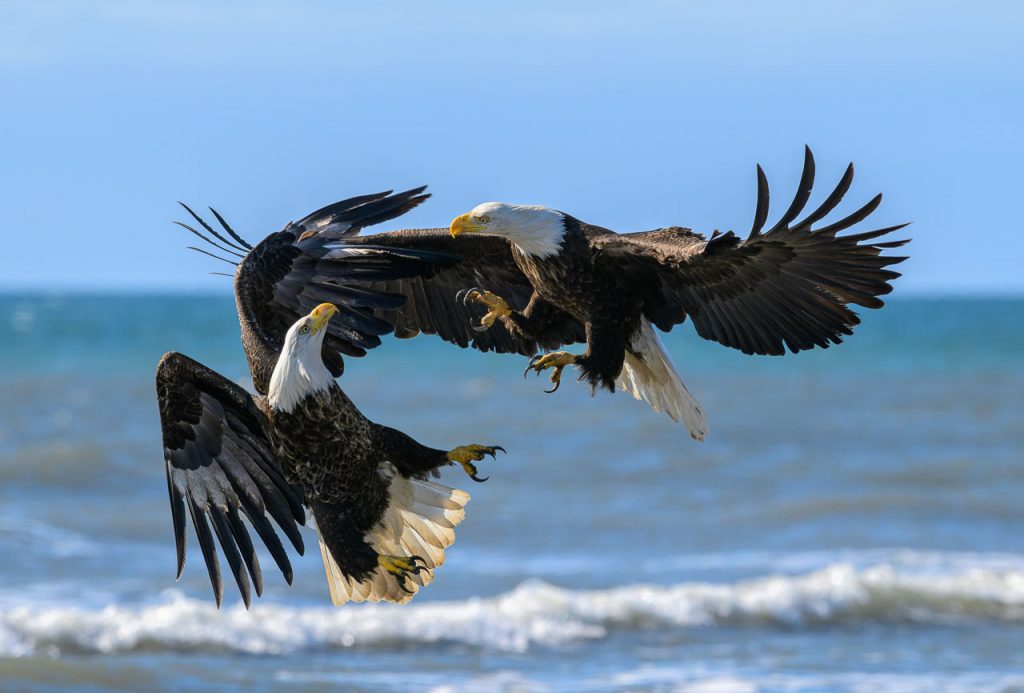 Zweikampf: Weißkopfseeadler an der Pazifikküste in Alaska bei Anchor Point, Kenai Pensinsula.