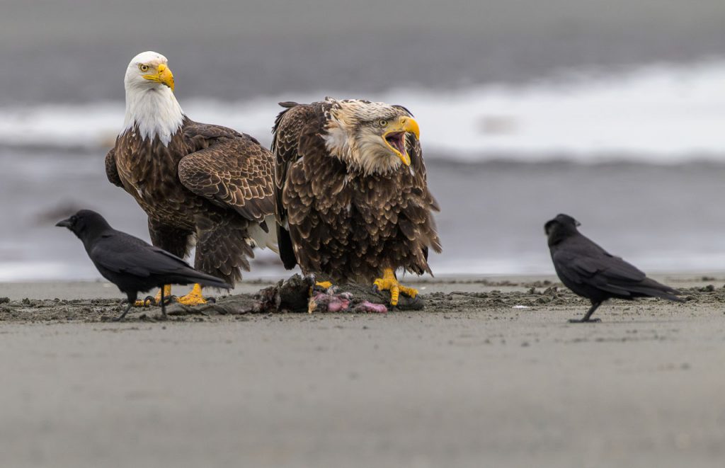 Weißkopfseeadler - Altvogel (hinten) und jüngeres Exemplar - an der Pazifikküste in Alaska bei Anchor Point, Kenai Pensinsula.