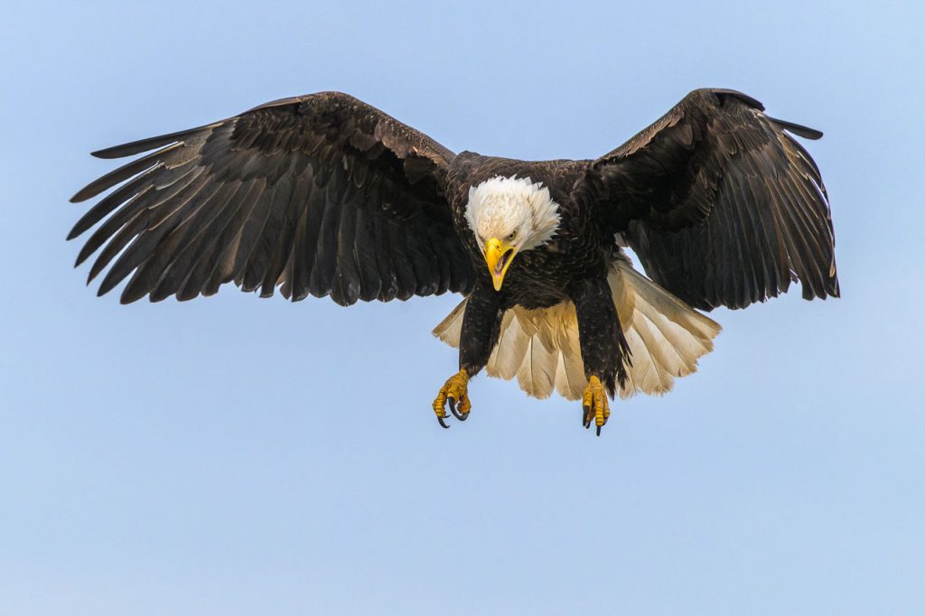Weißkopfseeadler an der Pazifikküste in Alaska bei Anchor Point, Kenai Pensinsula.