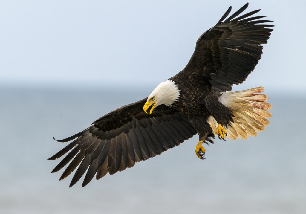 Weißkopfseeadler an der Pazifikküste in Alaska bei Anchor Point, Kenai Pensinsula.