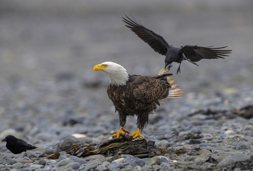 Weißkopfseeadler an der Pazifikküste in Alaska bei Anchor Point, Kenai Peninsula. Eine Rabenkrähe versucht sich von hinten an den mächtigen Greifvogel heranzupirschen, um ihm eine Schwanzfeder auszureißen.