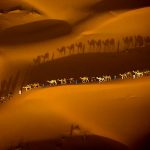 Kamelkarawane in der Sahara © Art Wolfe/ Art Wolfe Stock
