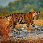 Königstiger, Bandhavgarh-Nationalpark, Madhya Pradesh, Indien