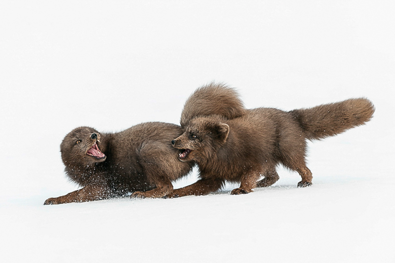 Arctic foxes, Hornstrandir Nature Reserve in Iceland
